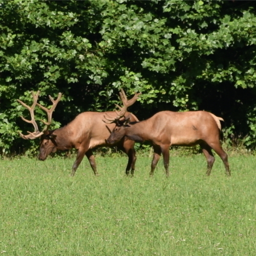 Two Bull Elks - Cherokee, NC